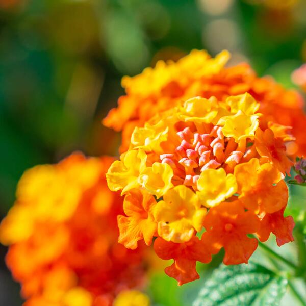 Blüten in gelb & orange | STARKL